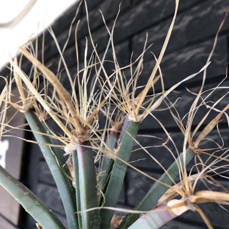 leuchtenbergia  principis 晃山《LL size》大株※現地球株発根済※極太幹を持ち年代物なため極めてワイルドな一株‼︎※mad black bowl pot植え