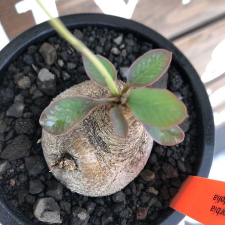 euphorbia primulifolia《大きめM size》※現地球株発根済※丸み強くぼってり樹形の愛くるしさ満点で特に開花時は肌感とのギャップも堪らない※black bowl pot植え