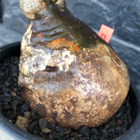 pachypodium gracilius《小さめL size》希少black肌+現地焼け※現地球発根後店主国内管理2年株※wildなcontrast株‼︎※mad black bowl pot植え