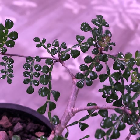 opercullicarya   decaryi  littmon  seed🌱  《3年株》※成長早く例年変化を感じながら育てられるしっかり作り込んだ良株※mad  black  pot植え