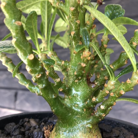 希少‼︎dorstenia   gigas《大きめM size》littmon  seed🌱7年株※ぼってり株元に半端ない枝振りなリトモン渾身の一株‼︎将来有望ギガス※mad black pot植え