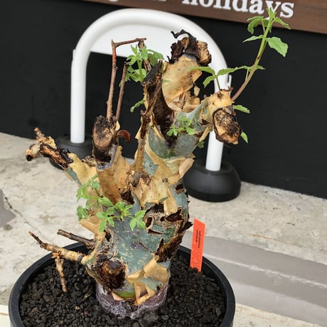 commiphora  holtziana《LL size》驚愕‼︎極太株※現地球発根後店主国内管理3年株※灌木が故の渋さ佇まいが堪らない渾身の極太wild株※mad black bowl pot植え