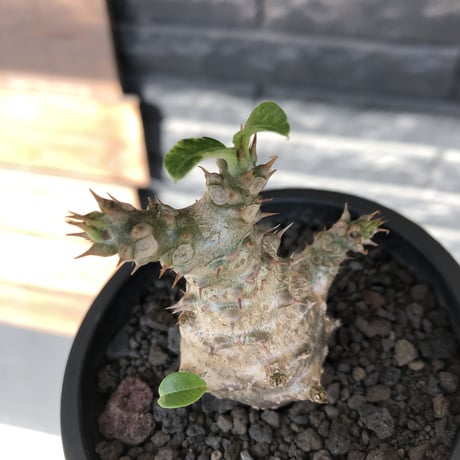 pachypodium windsorii《M size》※選抜littmon seed🌱※weight低き極ぼってり株元&枝振りも◎良樹形※mad black pot植え