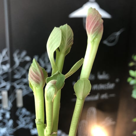 monadenium globosum《L  size 》※現地球発根済株※激希少‼︎黒ツル肌に赤葉が大変美しく白花のcontrastも堪らない渾身の一株※mad black bowl pot植え