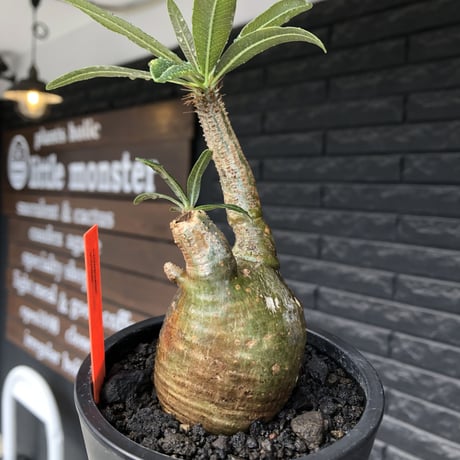 pachypodium gracilius《S size》極green肌&ぼってり樹形※現地球発根後店主国内管理2年株※丸み強く絶妙な捻くれ枝振りも愛くるしい一株※mad black pot植え