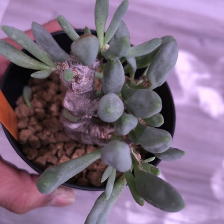 othonna   clavifolia《S size》