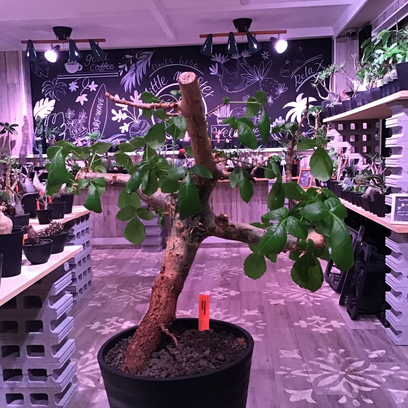 期間限定]黒竹苗 超激レア