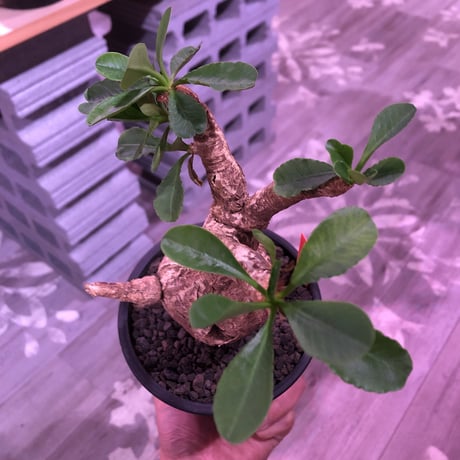 euphorbia   subapoda《大きめM size 》特化した肌質＆ぼってり樹形且つ、株元の四つ穴が堪らないスバポダ※mad black pot植え