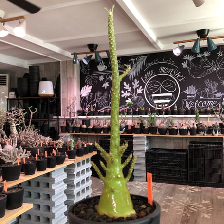 希少‼︎dorstenia   gigas《極太LL size》※発根済株※極太ぼってり株元&幹にこのweightの低さが堪らない最高品質な一株※mad black bowl pot植え