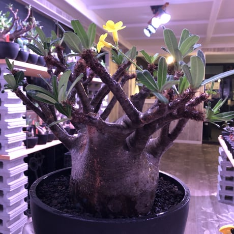 packypodium  gracilius《XL size》大株※現地球発根後店主国内管理7年株※大変big且つ激枝振り＆現地焼けbody※mad black bowl pot植え