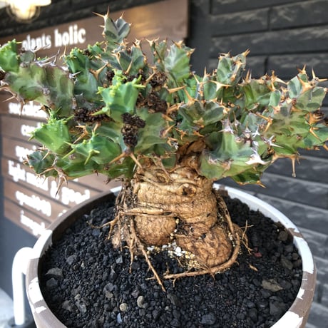 euphorbia tortirama（XL size）※現地球株発根済（店主所有株）※この上なき極太株&葉もスクリューし躍動感半端なき大株※mad brown marble bowl pot植え