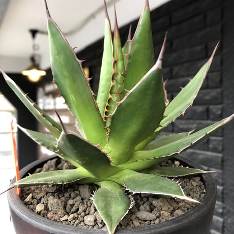 agave horrida《大きめM size》※現地球発根後店主国内管理2年株※締まり&樹形balance良きホリダ※mad black bowl pot植え