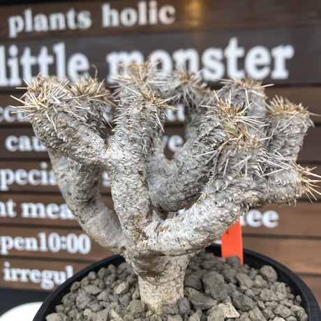 euphorbia  guillauminiana《M size》※現地球発根済株※店主国内管理4年株※溶岩質の土壌育ちの現地球株らしい表皮＆太め枝振りが堪らない※mad black pot植え