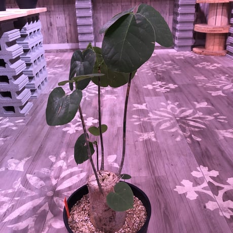 pseudbombax    ellipticum《L size》