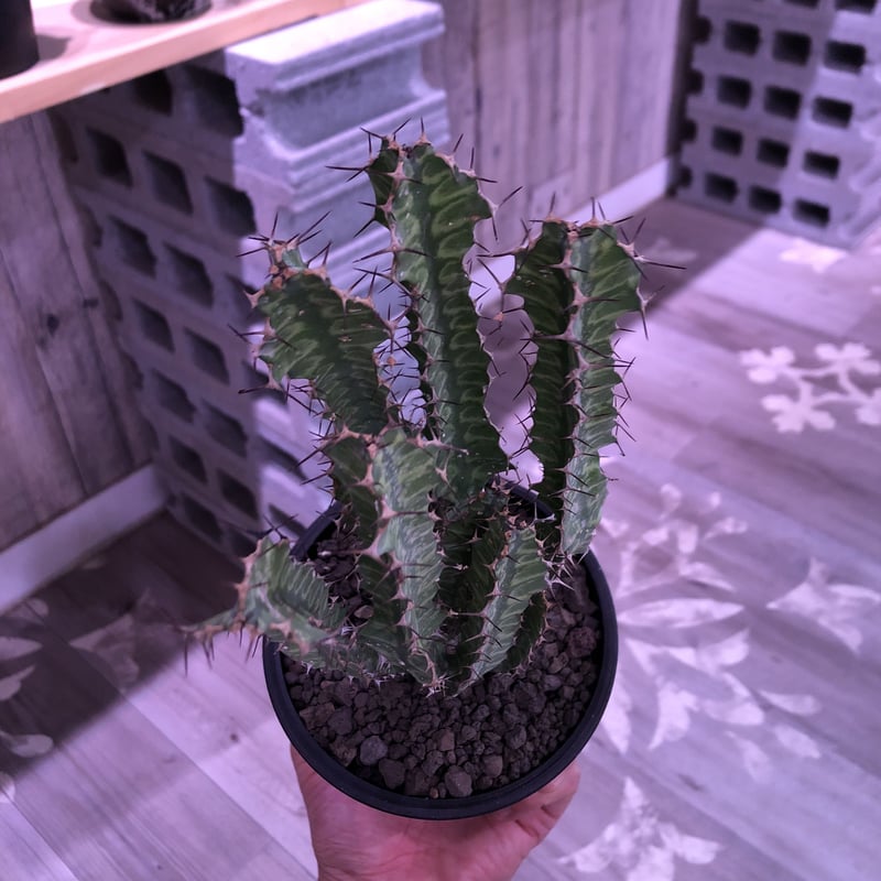 euphorbia enormis《M size》※大変カッコいい棘モノ塊根ユーフォルビア