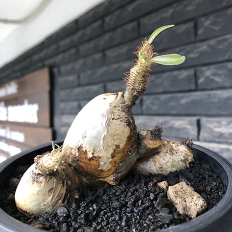 pachypodium gracilius《M size》現地焼け肌&4-he'd株※現地球発根後店主国内管理3年株※まさに🥚卵のかの如く‼️渾身の一株※mad black bowl pot植え