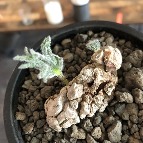 eriospermum dregei《LL size》驚愕‼︎冬型激希少種※現地球発根済株※まず出回らない現地球株‼︎唯一無二ビッグサイズ立体塊根＆極美しい葉※mad black bowl pot植え