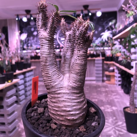 packypodium  gracilius《M  size》※現地球発根済株‼︎※しっかり発根したボコボコ&筋筋強きbalance良きグラキ‼︎※mad black pot植え