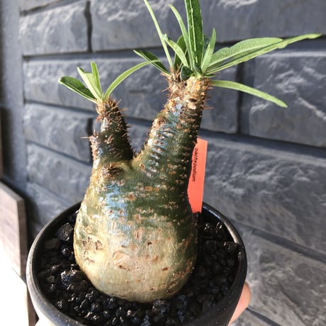 pachypodium gracilius《小さめM size》希少green肌※現地球発根後店主国内管理3年株※激ぼってりトトログラキ樹形が堪らない※mad black bowl pot植え