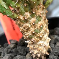 euphorbia caput-medusae 天荒竜《S size》※現地球株発根済※珍しい小振りながら整った樹形バランスと枝振りも良き一株‼︎※black bowl pot植え