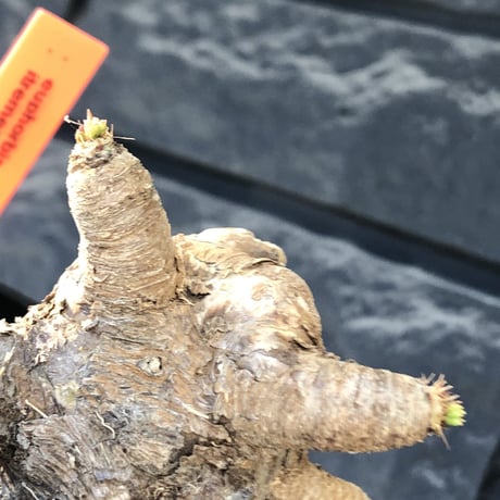 euphorbia  itremensis 《L size》※現地球発根後店主国内管理5年株※極太塊根を持ちweight低く大変将来有望な良樹形※mad black bowl pot植え