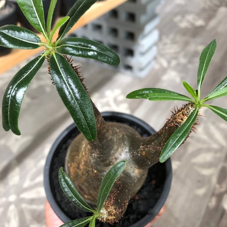 pachypodium gracilius《大きめM size》※現地球株発根済※うっすらgreen肌と生き様感じる株元の傷みも味深く整った樹形の一株‼︎※black pot植え