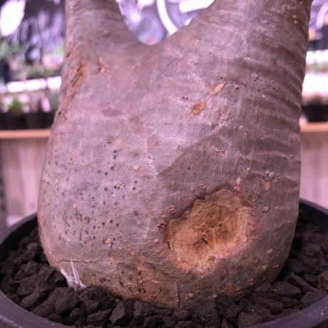 packypodium  gracilius《L  size》※現地球発根済株‼︎ ※現地球らしい傷を持ち、どっしり構えの短枝二頭枝グラキ※mad black pot植え