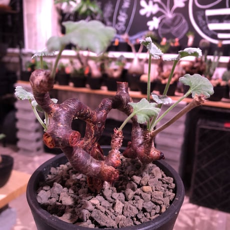 pelargonium  mirabile《大きめM size》※現地球発根済株※今後輸入が厳しいミラビレ🌱誰もが愛おしく堪らないと感じる冬型の人気者※mad black pot植え