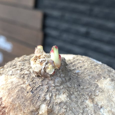 adenia ovata《L size》激希少種※現地球発根後店主国内管理7年株※恐竜の🥚卵かの如く‼︎味深き装いの希少種※信楽陶器鉢植え
