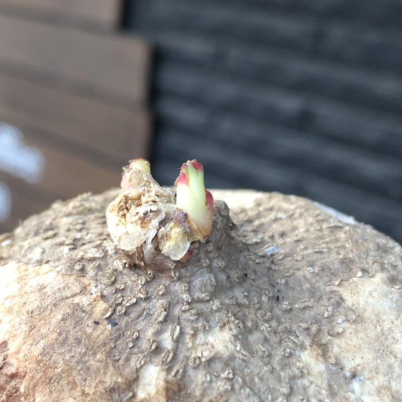 adenia ovata《L size》激希少種※現地球発根後店主国内管理7年株 adenia ovata《L size》激希少種※現地球発根後店主国内管理7年株