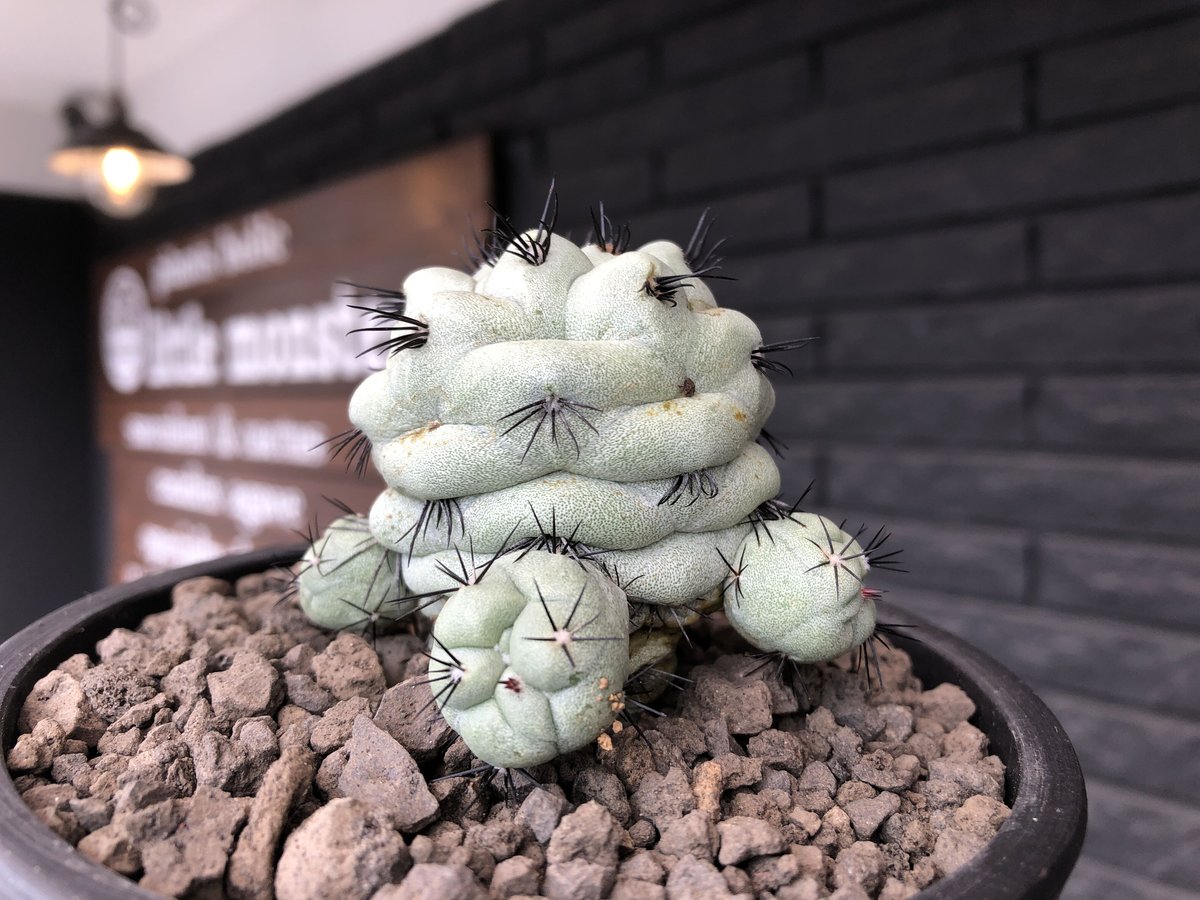 ortegocactus macdougallii《LL size》激希少monster ortegocactus macdougallii《LL size》激希少monster