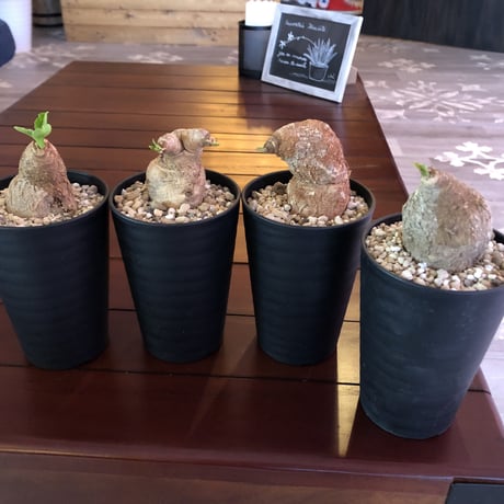 Euphorbia   primulifolia