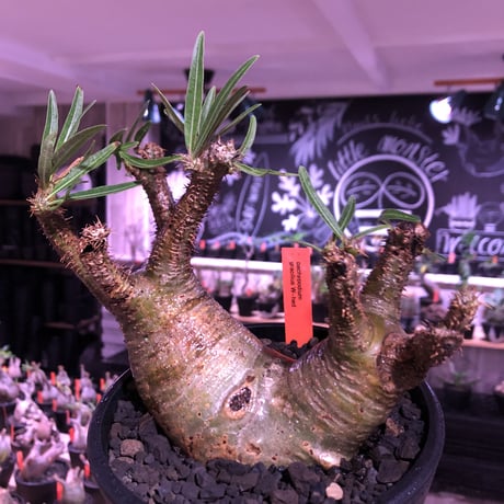 packypodium gracilius《大きめM size》W-he'd株※現地球発根済株※店主国内管理3年株※アシンメトリー且つ肌質＆colorも美しい一株※mad black pot植え