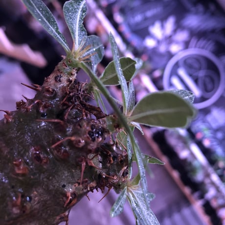packypodium  gracilius《大きめS size》※現地球発根済株※店主国内管理2年株※激ウェイト低きぼってりかわいい株バランスな選抜株※mad black bowl pot植え