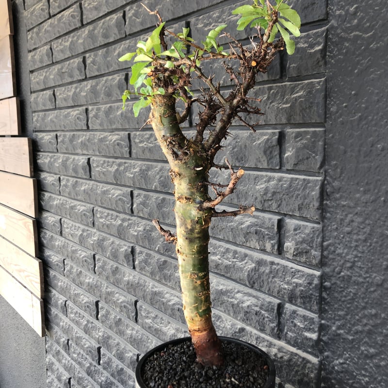 commiphora eminii《大きめLL size》※現地球発根後店主国内管理4