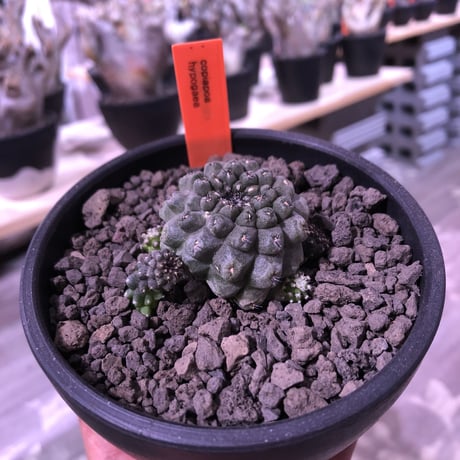 copiapoa   hypogaea《大きめS size》子吹き株※現地球カキ仔自根株※店主国内管理3年株※黒肌に優しい黒棘なwildヒポガエア※mad black  bowl pot植え※No.②