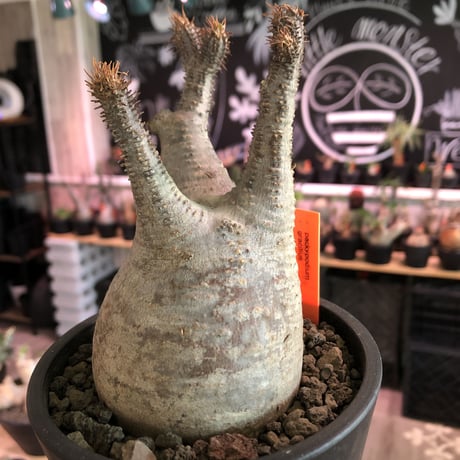 packypodium  gracilius《M  size》※現地球発根済株※balance良きぼってり樹形‼︎選抜株※mad black pot植え