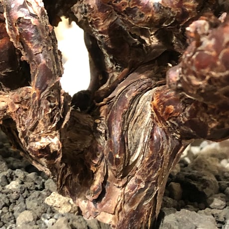 pelargonium  mirabile《XL size》※現地球大株発根済※主幹太く幹上がりで厳つく何より枝振りの密度も最高な一株※brown marble bowl pot植え