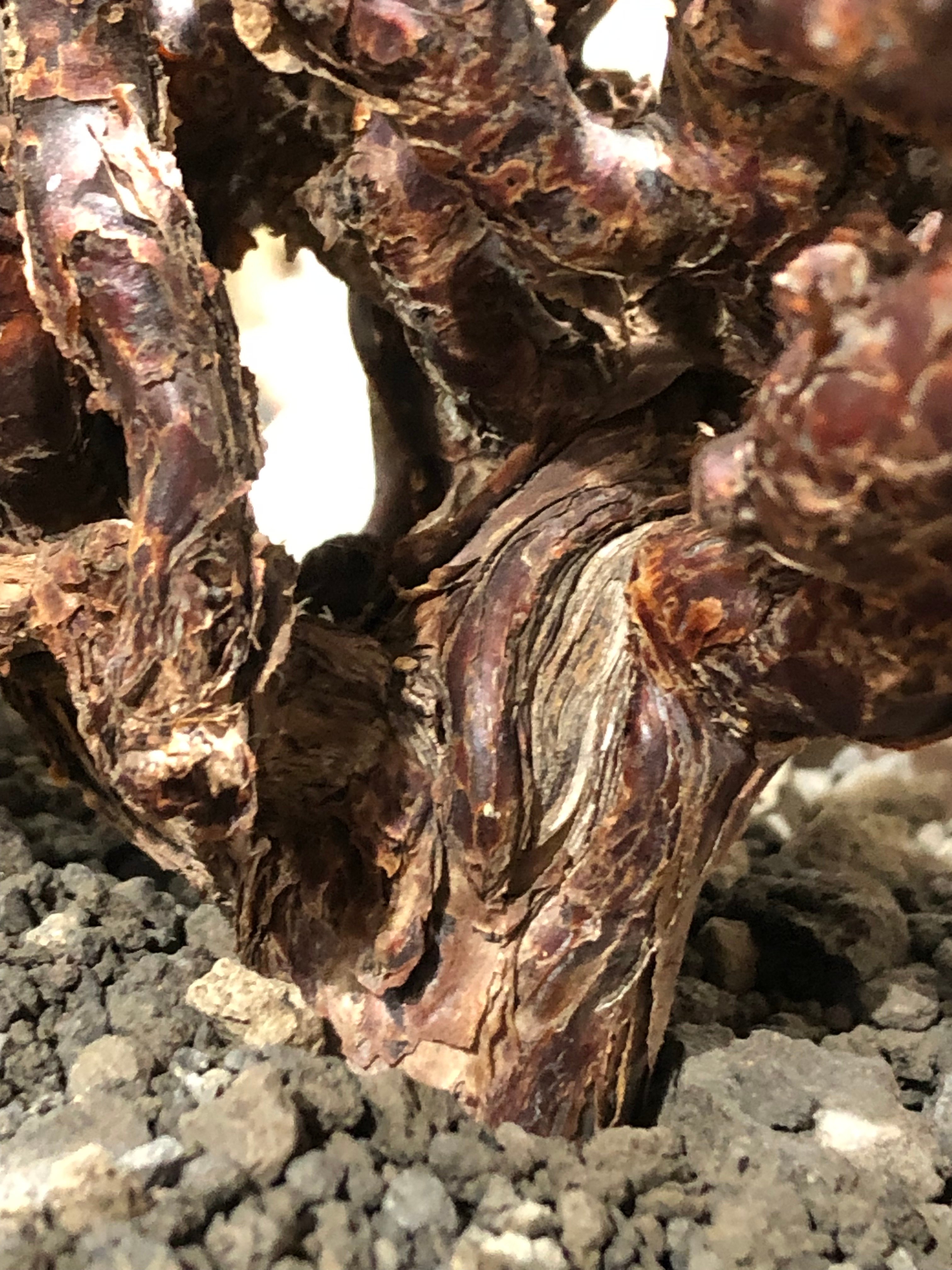 pelargonium mirabile《XL size》※現地球大株発根済※主幹太く幹上が