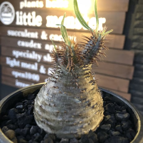packypodium  gracilius《S size》※現地球発根済株※店主国内管理2年株※短枝weight低く枝振りも良し‼︎激まん丸なかわいい一株※mad black bowl pot植え