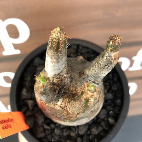 pachypodium  gracilius《大きめS size》五頭枝株※現地球発根済株※店主国内管理2年株※整いすぎなほどcompactに纏まった美株※mad black pot植え