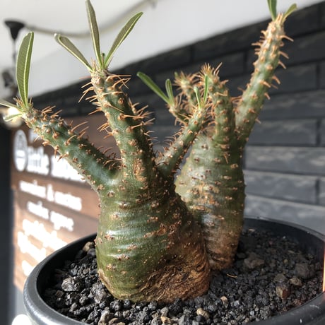 pachypodium gracilius《M size》希少green肌&W-he'd株※現地球発根後店主国内管理2年株※強いgreen肌とぼってり株元な選抜株※mad black pot植え
