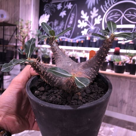 packypodium    cactipes《M size》発根済み株‼︎ 男前 blackカクチ‼︎