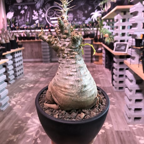 packypodium   saundersii（M  size）※現地球発根済株※可愛すぎるほどぼってり樹形且つ株元は木質化したギャップ萌えサンデルシー※mad black bowl pot植え