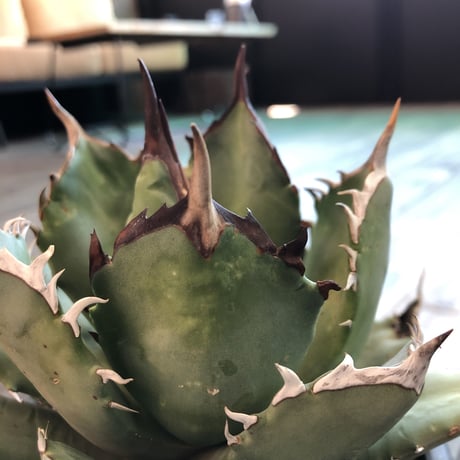 agave     titanota《M size》
