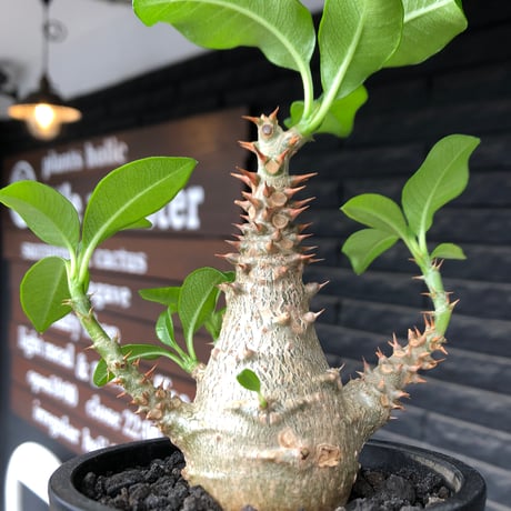 pachypodium windsorii《M size》※選抜littmon seed🌱※weight低き極めてぼってり株元&良枝振樹形※black pot植え