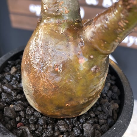 pachypodium gracilius《大きめS size》希少ニ頭枝＆A面一部green肌株※現地球発根済株※店主国内管理2年株※ぼってり樹形＆表裏ツートンカラー※mad black pot植え