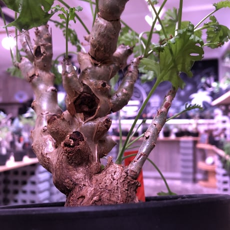 pelargonium   crithmifolium《L size》枝だけでなく、塊根部分も年々ボコボコと大きくなっていくのが楽しみな１株‼︎  ※mad black pot植え