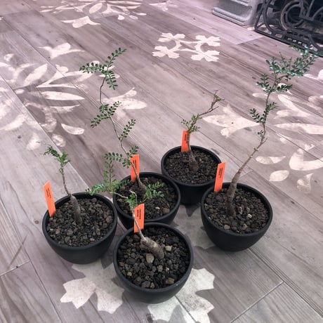 opercullicarya   packypus  littmon  seed🌱 《4年半株》※mad black  bowl  pot植え （限定5株）