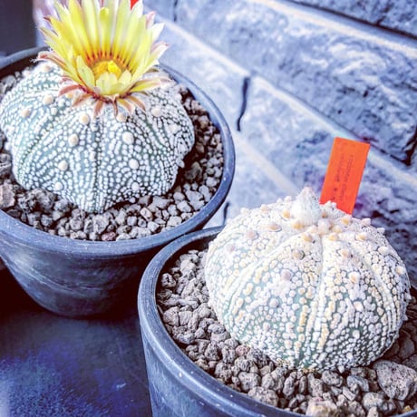 astrophytum asterias var.ミラクル兜《L size》大変大きめ且つ極白肌が堪らない‼︎希少兜※店主国内管理７年株  ※mad black pot植え